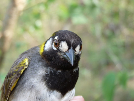       Menos aves en zonas urbanas  El reconocido ornitólogo Gary Stiles fue el primero en …