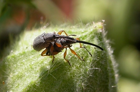 Se estima que solo en la familia de coleópteros Curculionidae faltan 650 años para poner nombres …