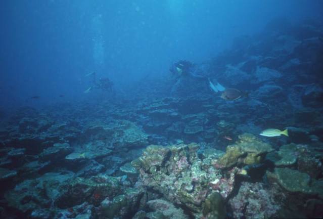 El Parque Nacional Isla del Coco sobresale a escala mundial por su fauna marina, tanto por su …