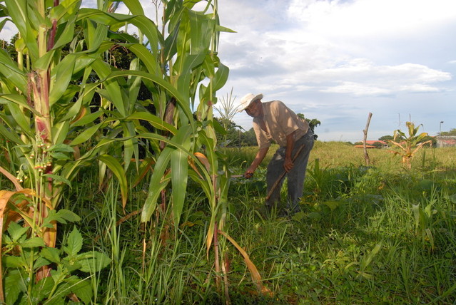 Considerar los efectos culturales y sociales de la siembra de maíz transgénico en Costa Rica …