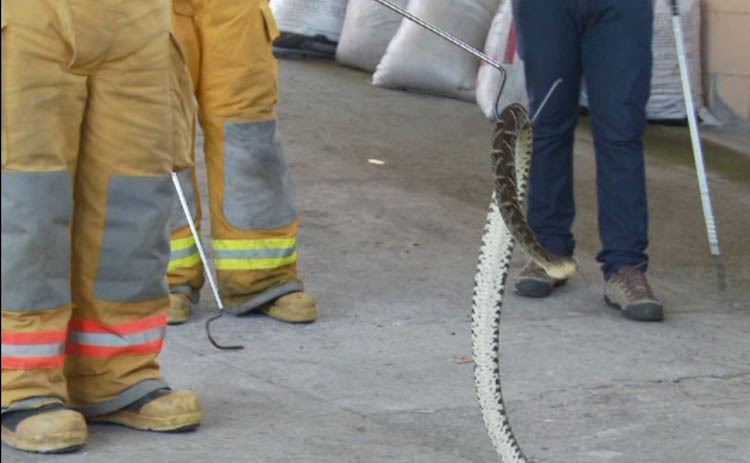 El Cuerpo de Bomberos recibió capacitaciones para manejar situaciones de emergencia por reptiles …