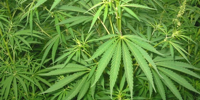 El 64,3% de las personas reconoce la marihuana como la droga ilegal de mayor consumo en Costa …