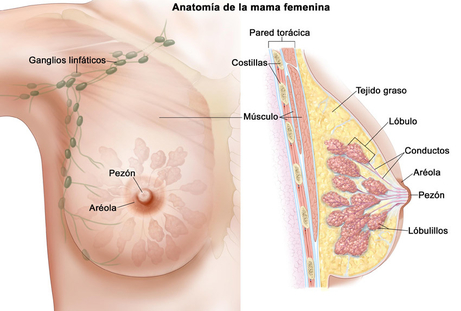 Anatomía de la mama