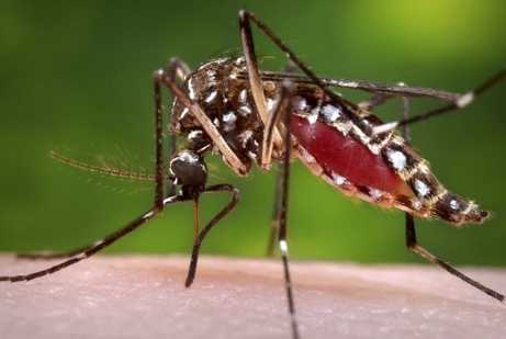 Mosquito Dengue