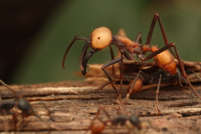 Esta es la hormiga Eciton Burchelli, u hormiga arriera. Actualmente la UCR estudia las …