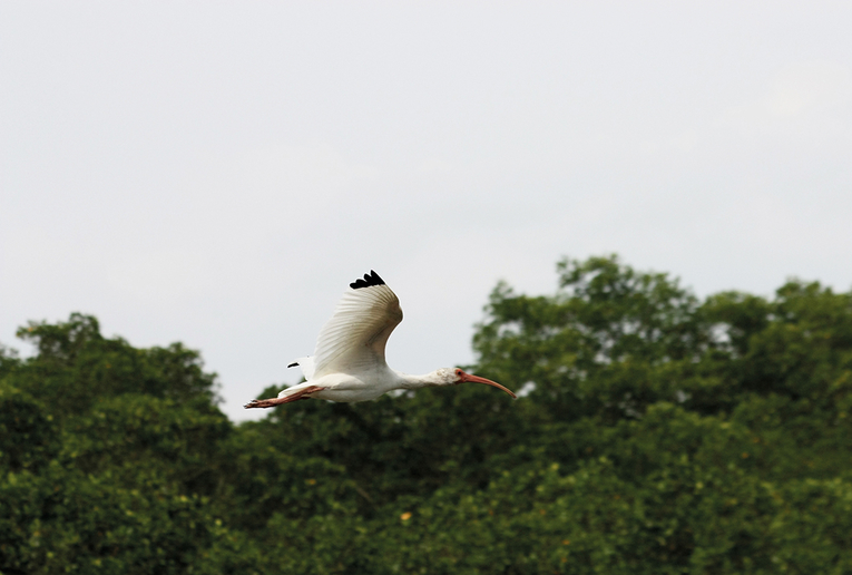 Ibis blanco (Euducimus albus) es la ave más abundante del manglar de Puntarenas, según el estudio …