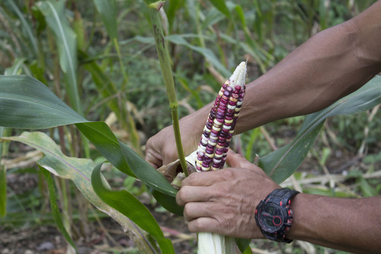Recreación visual de la forma de cultivo en la comunidad malecu. Foto cortesía del EC-408