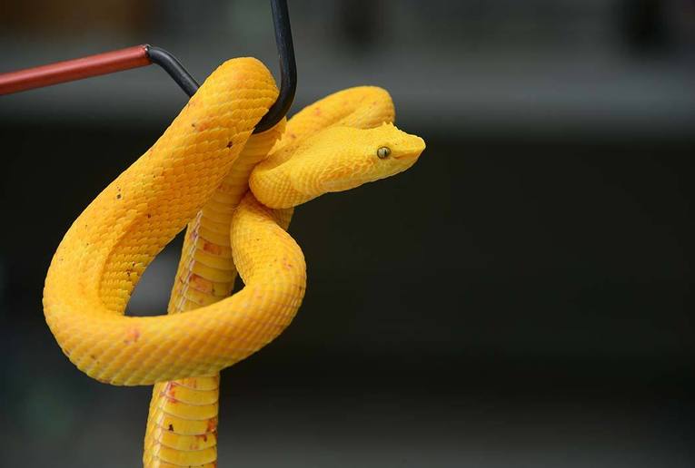 El problema de los envenenamientos por mordeduras de serpiente tiene un enorme impacto de …