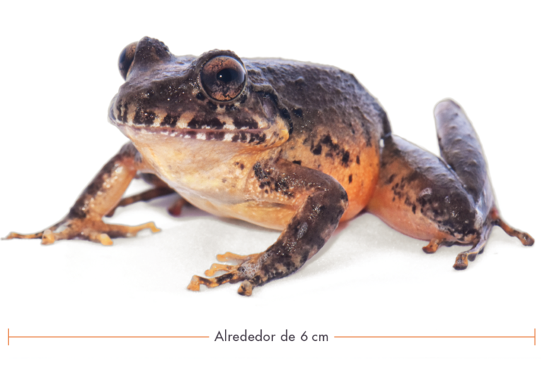 La rana de vientre rojo (Craugastor escoses) fue redescubierta en setiembre del 2016. El ejemplar …