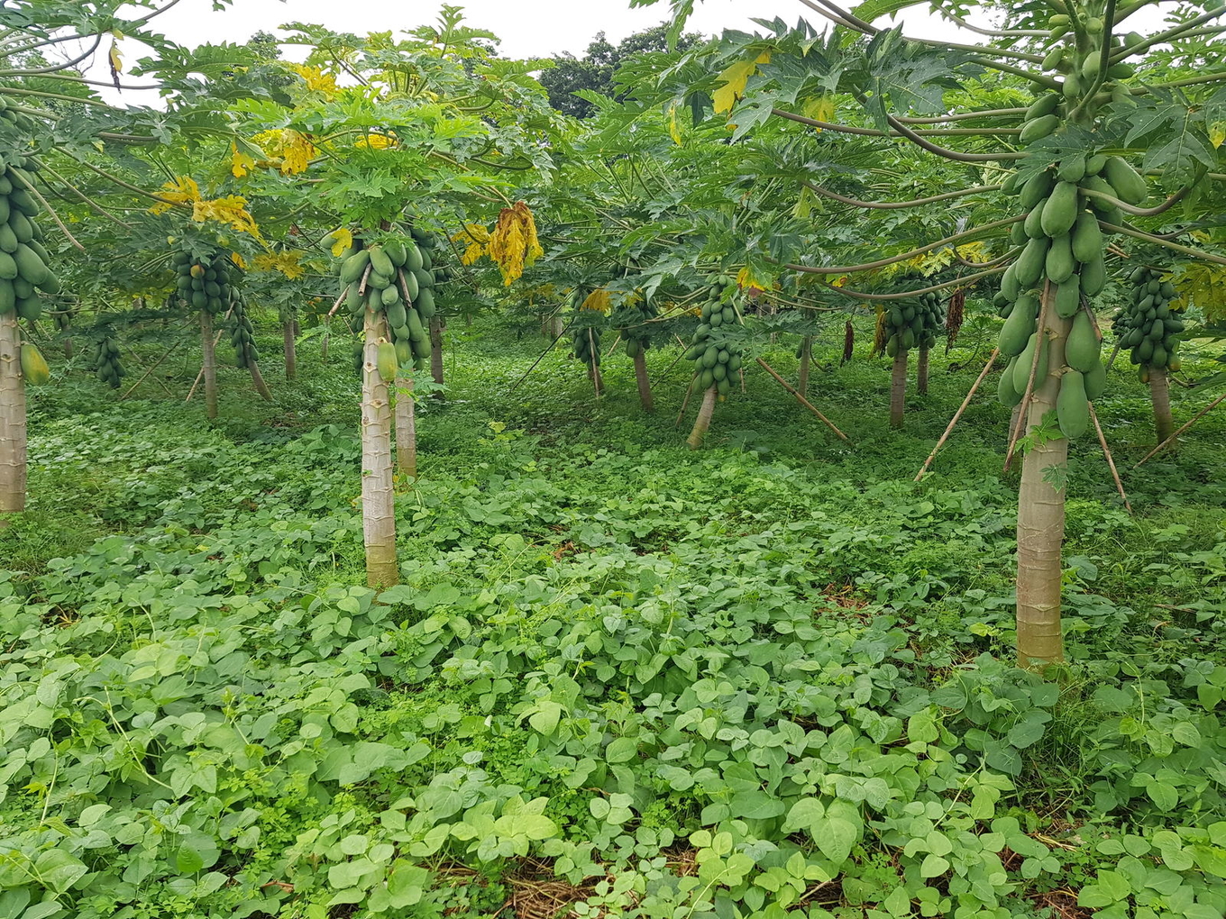 Coberturas vivas en plantación de papaya