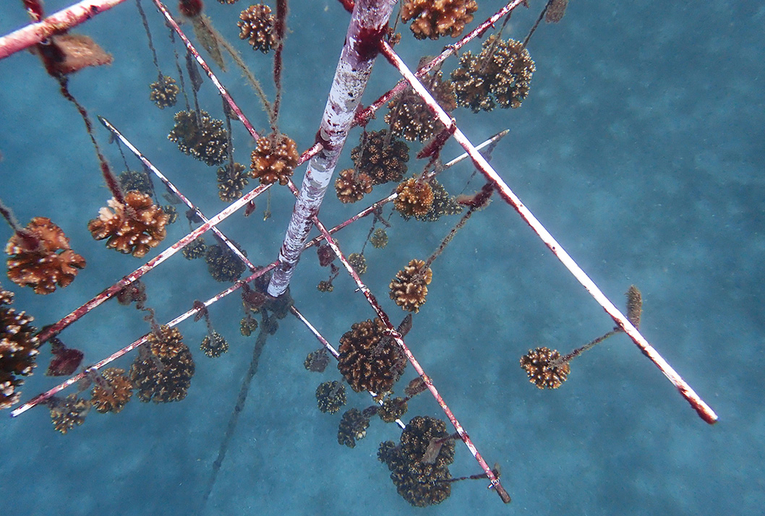 El vivero donde se cultivan las especies de corales tienen forma de árbol y están construidos con …