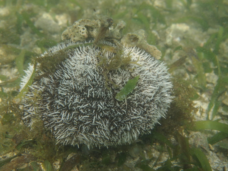 Diversas especies de organismos marinos, como los erizos, se alimentan de los pastos marinos. …