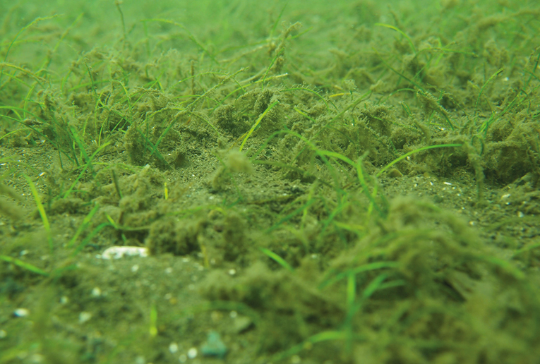 En el mar se forman pastizales subacuáticos que están adheridos a los sedimentos. Foto: Jimena …