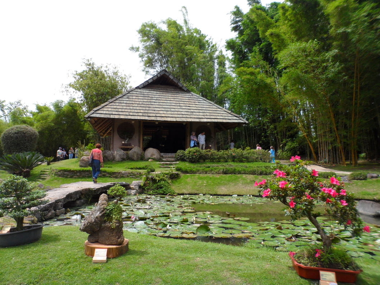 El Jardín Japonés, del Jardín Botánico Lankester, será el escenario de la exposición de bonsáis …
