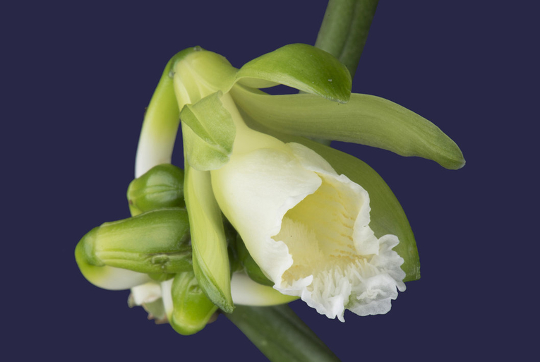 La nueva especie de orquídea fue bautizada con el nombre Karen christianae, en honor a Christiana …