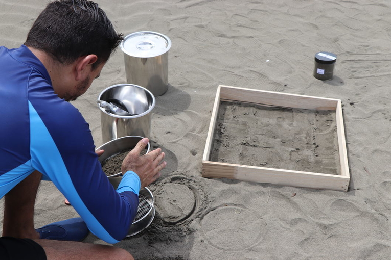 Hasta el momento se han tomado muestras de arena en cinco playas del mar Caribe y seis del océano …