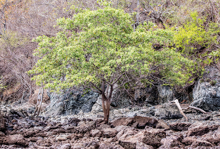 En la península de Santa Elena se encuentran rocas muy antiguas que se formaron a 50 kilómetros …