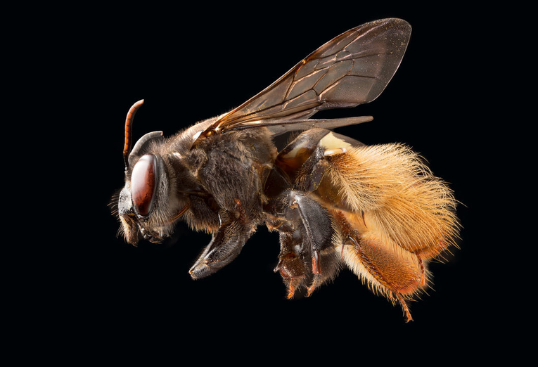 Las abejas junto con otros animales participan del síndrome de polinización. Foto por Pedro …