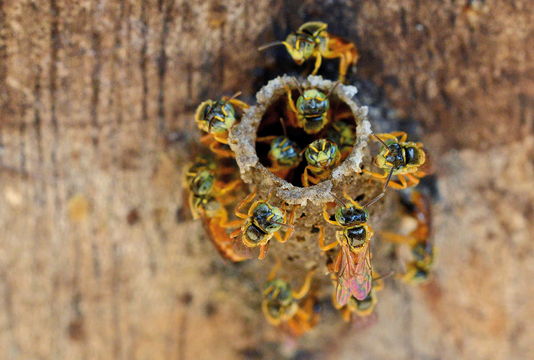 Las abejas mariolas eran insectos sagrados para los mayas por las propiedades curativas de su …