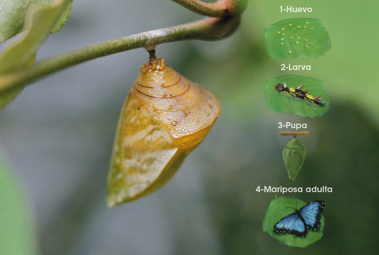 La metamorfosis de una mariposa consiste en cuatro etapas de desarrollo: el huevo, la oruga o …
