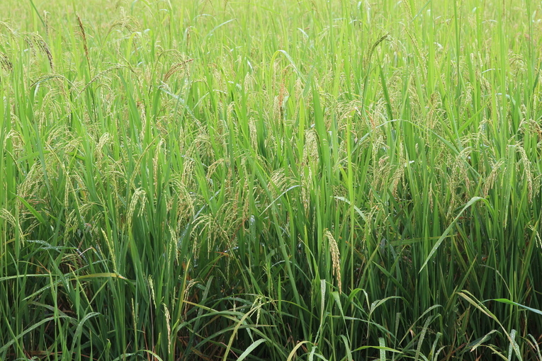 El proyecto sobre edición de genoma del arroz en Costa Rica utiliza la edición genética para …