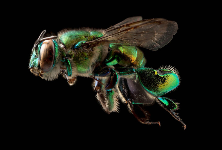 Esta abeja del género Euglossa es la responsable de la polinización de algunas especies de …