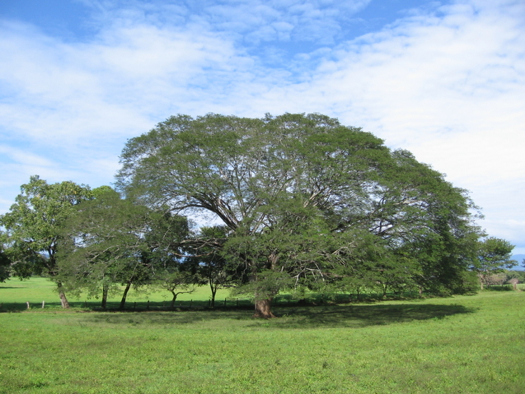  El árbol nacional de Costa Rica debe su nombre a una palabra náhuatl. Este suele ser confundido …