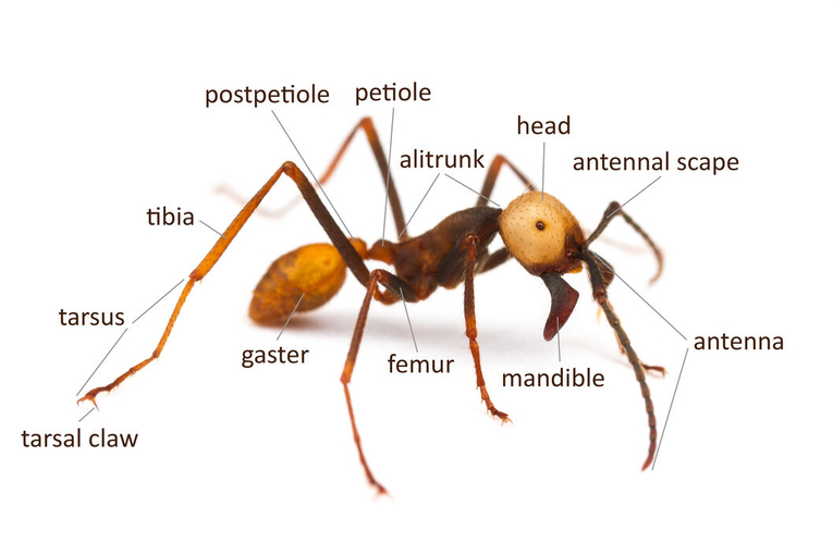 Hormiga arriera (Eciton burchellii). Medidas. Obreras: de 4 a 12 mm. Reinas: 23 mm (fase nómada) …