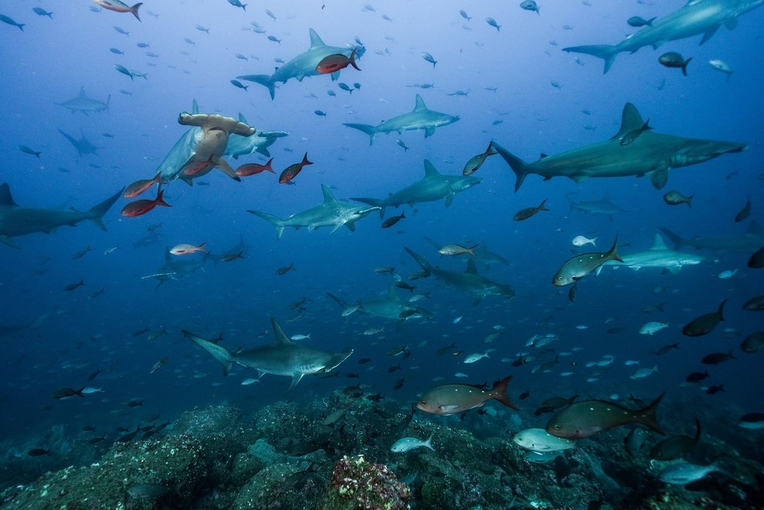 Las cámaras submarinas detectaron  en el sitio 21 especies, entre las cuales destacan el …