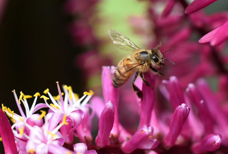 Las abejas, al igual que otros insectos, cumplen la función de polinizar la gran mayoría de las …