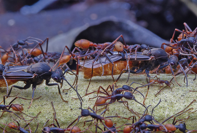 A la hormiga arriera se le conoce también como hormiga guerrera o legionaria. Foto: cortesía del …