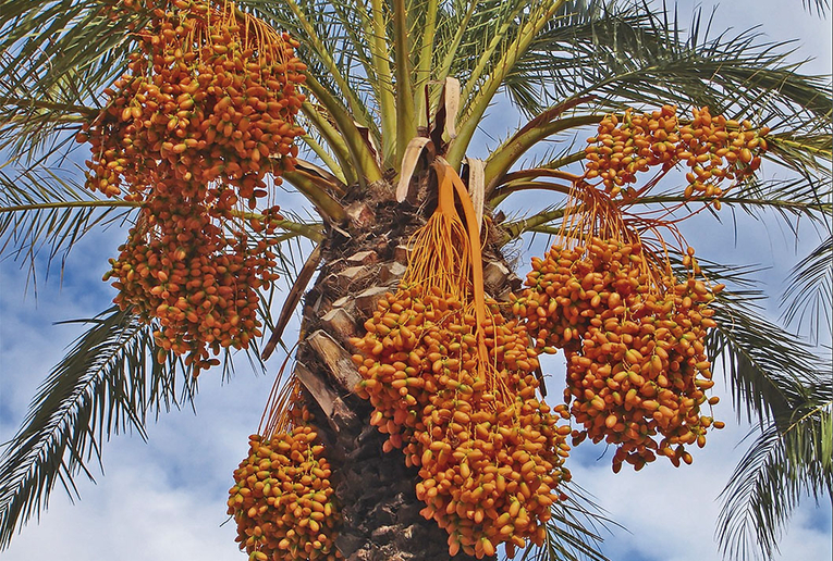 Los frutos de la palma datilera constituyen un alimento muy nutritivo y esencial en los países …