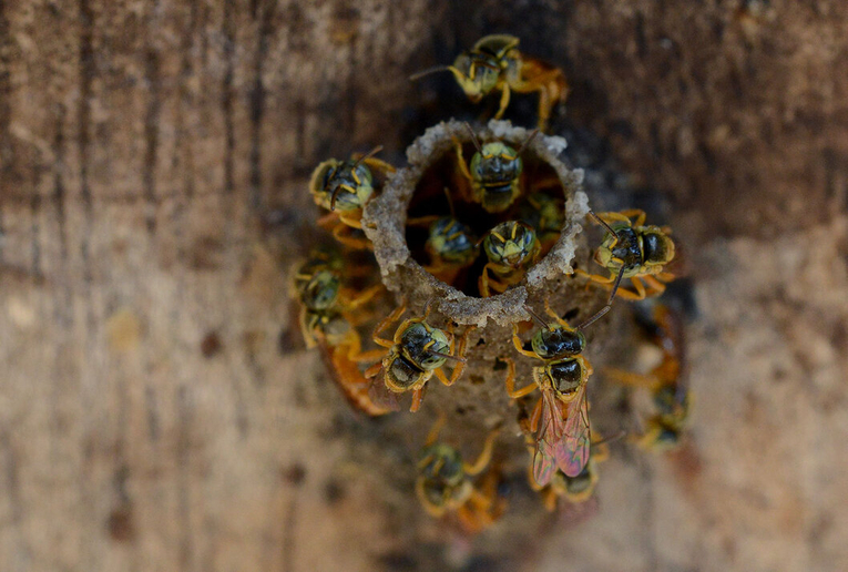 En el país existen alrededor de 700 especies nativas de abejas, sociales y solitarias. Estas …
