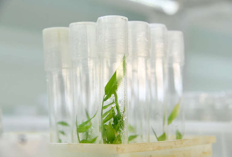 Cultivo in vitro