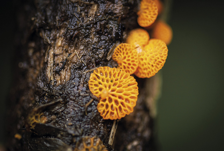 Los hongos son el reino que comparte más características con los animales. Foto: cortesía de Iva …