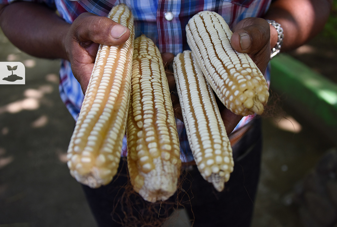 Costa Rica le compra a Estados Unidos y a Brasil la mayor cantidad de maíz que importa cada año, …