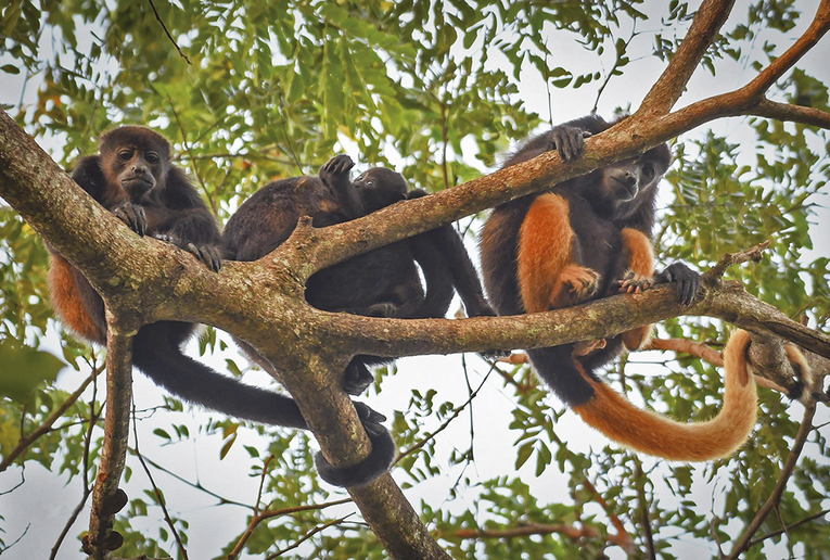 Se han observado distintos tipos de coloración anómala en tropas de monos congos en el norte del …