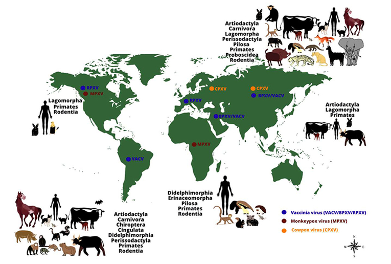 Distribución mundial y rango de hospederos de monkeypox, cowpox y virus vacunales. Fuente: Silva …