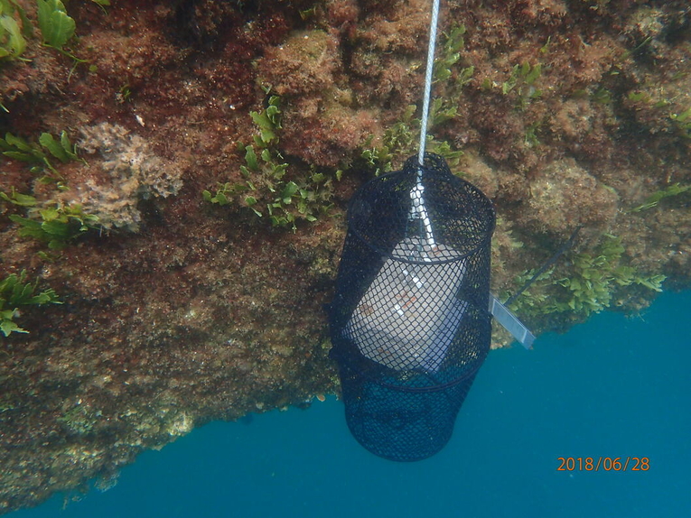 Panel protegido que se utilizó en el muestreo realizado en Costa Rica, en un muelle de la Marina …