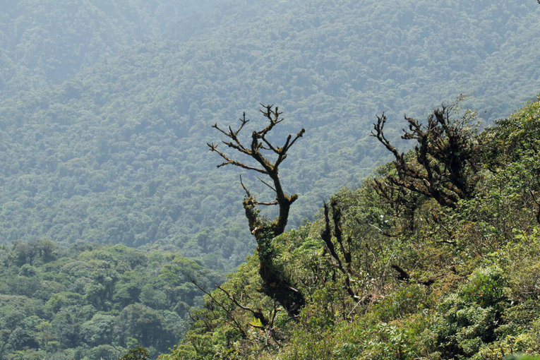 Monteverde es reconocida a nivel nacional y mundial por sus visitantes como una zona de una …