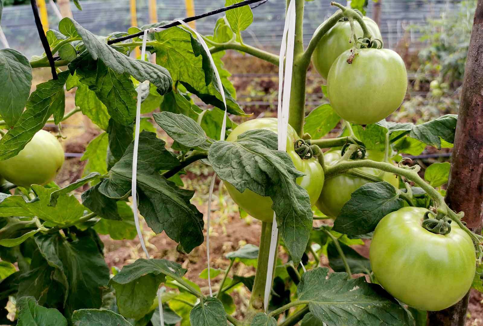 Híbrido de tomate Acorazado