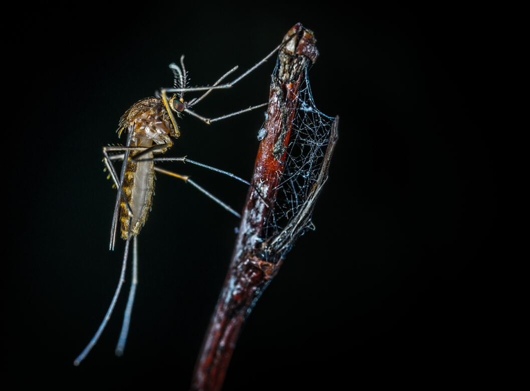 En términos de especies, a nivel mundial se han descrito más de 3 600 especies de mosquitos. Sin …