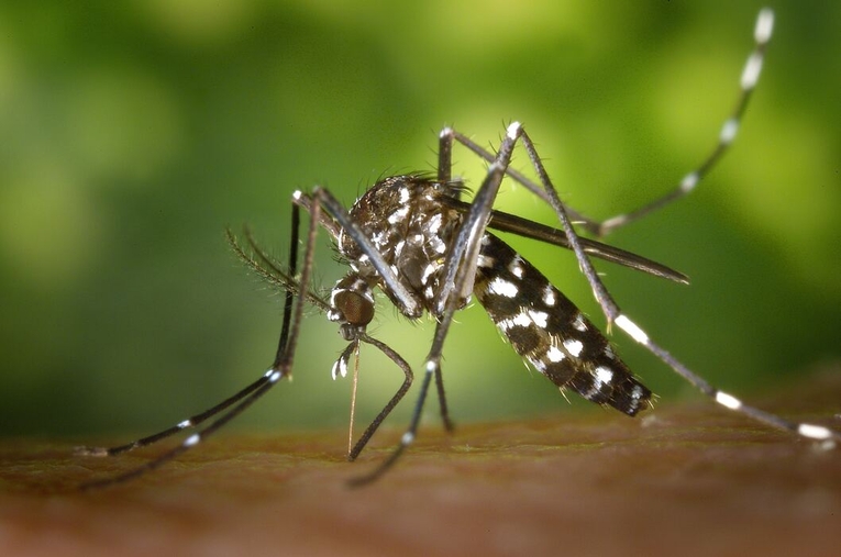 El ADN de los mosquitos se usa para caracterizar las asociaciones con sus hospederos. A partir de …