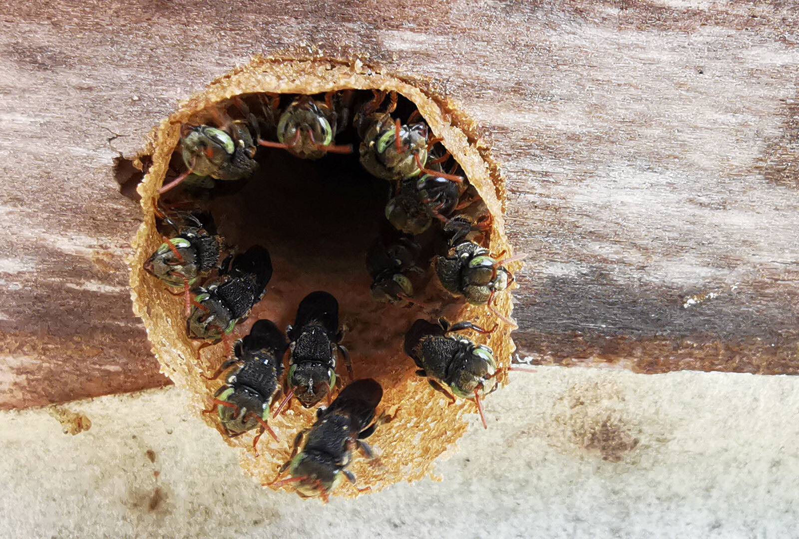 Abejas meliponas - Meliponario Sede del Atlántico