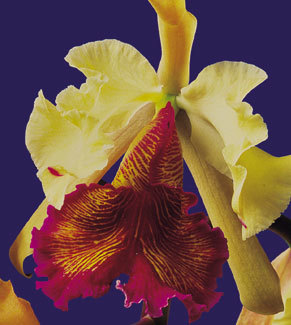 La colección de orquideas del Jardín Botánico Lankestes es una de las que integran el museo …