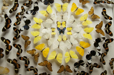 Mariposas