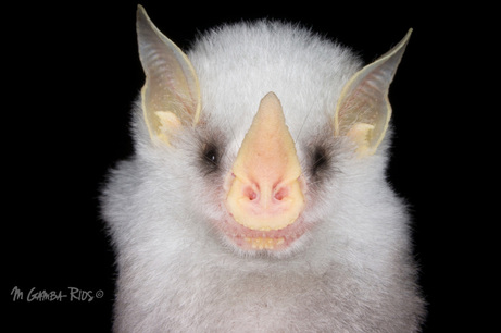 Murciélago blanco de Honduras