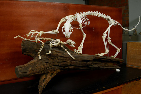 Las primeras colecciones del Museo de Zoología datan de los años 60 (foto Rafael León). 