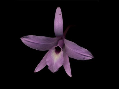 Laelia rubescens es una de las orquídeas del Parque Nacional Barra Honda. 