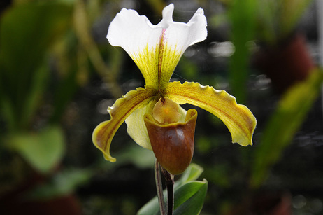 Orquídea JBL